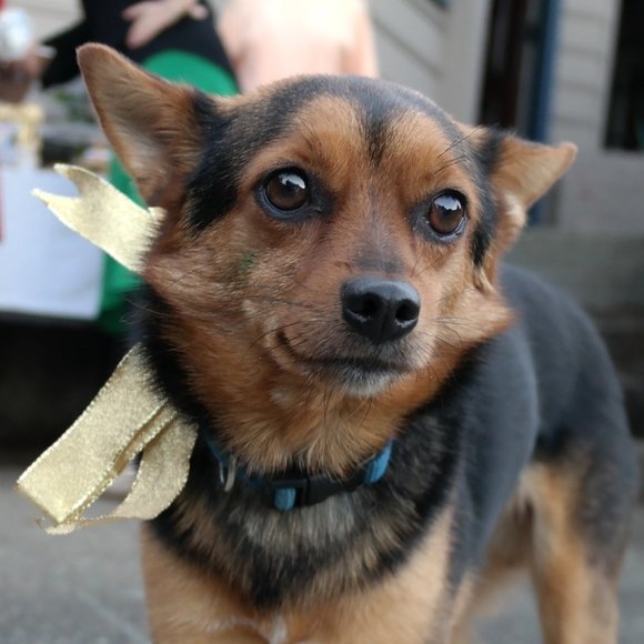 Meet your Posher, Daisy - Picture 2 of 2